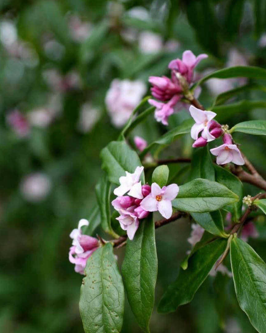 The Quiet Botanist - Sweetheart - Floral Daphne Soap: Default Title