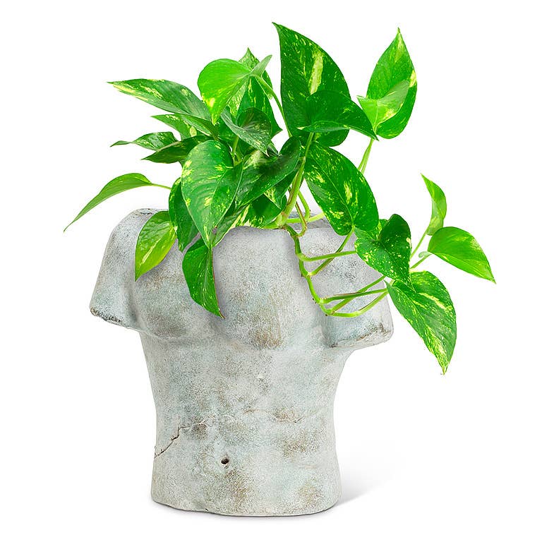 Abbott - Male Torso Planter-9"H-432